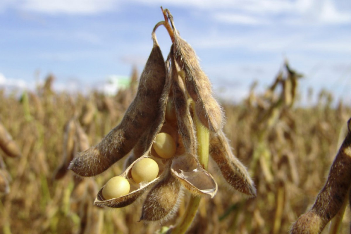 Soya Bean Grain. from Uganda